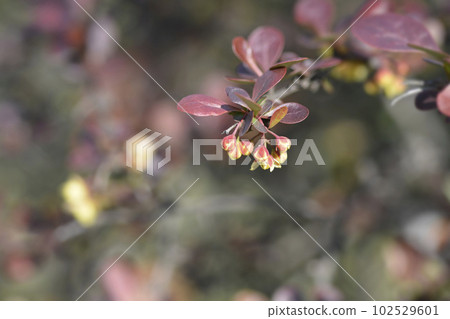 Purple Japanese barberry Purple Japanese barberry 102529601