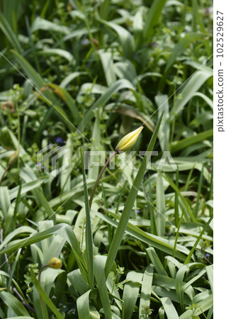 Wild Tulip Wild Tulip 102529627