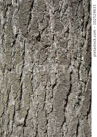 Eastern white pine 102529633