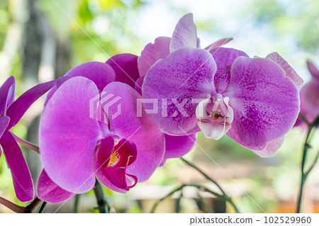 Beautiful orchid flower isolated on white background with clipping path 102529960