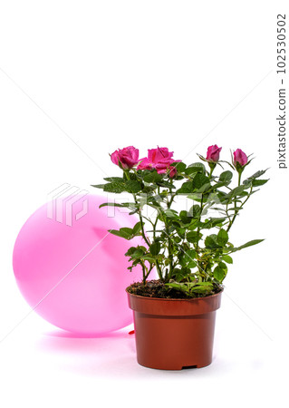 Indoor rose bush in a pot with a balloon Indoor rose bush in a pot with a balloon 102530502