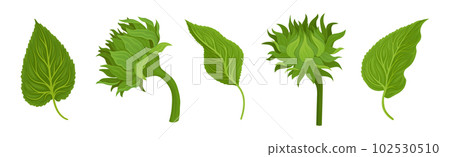 Sunflower Agricultural Plant on Green Stem Vector Set 102530510
