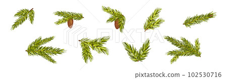 Coniferous Pine Green Branch and Twig with Needles and Cone Vector Set Coniferous Pine Green Branch and Twig with Needles and Cone Vector Set 102530716