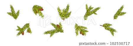 Coniferous Pine Green Branch and Twig with Needles and Cone Vector Set 102530717