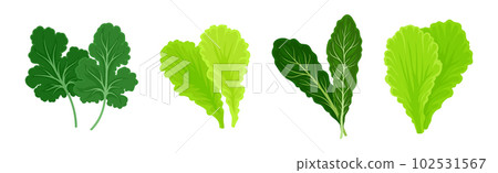 Leaf Vegetables or Vegetable Greens as Salad Ingredient Vector Set Leaf Vegetables or Vegetable Greens as Salad Ingredient Vector Set 102531567