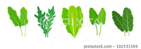 Leaf Vegetables or Vegetable Greens as Salad Ingredient Vector Set Leaf Vegetables or Vegetable Greens as Salad Ingredient Vector Set 102531569