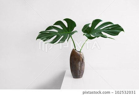 Monstera deliciosa or Swiss Cheese Plant leaves in a brown vase on a light background, connecting with nature and home decorative ideas 102532031