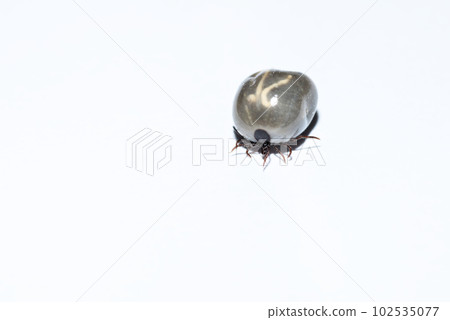 Engorged of blood tick against a white background Engorged of blood tick against a white background 102535077