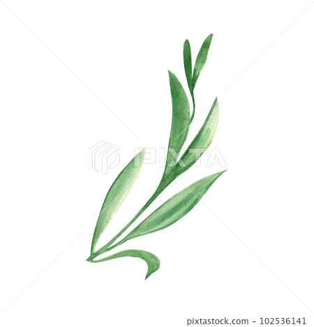 Watercolor green grass. Hand drawn illustration on white background. Ideal for floral background, graphics design. 102536141