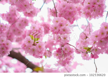 Close-up of a sakura tree branch on a clear sunny day 102536620