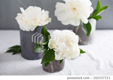 White peonies in gray handmade cups 102537151