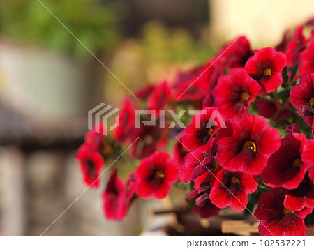 Red petunia flowers Red petunia flowers 102537221