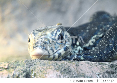 Mizu蜥蜴 102537842