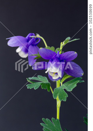Neat and clean columbine flowers blooming in the garden 102538699
