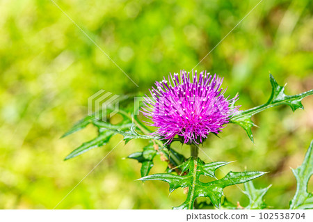 路邊盛開的野薊花特寫 路邊盛開的野薊花特寫 102538704