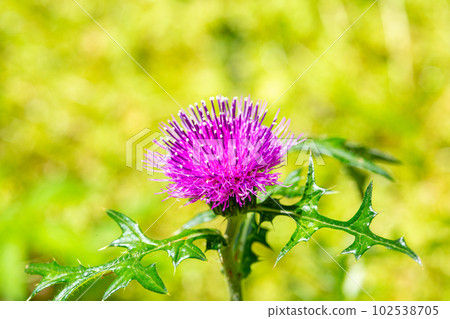 路邊盛開的野薊花特寫 路邊盛開的野薊花特寫 路邊盛開的野薊花特寫 路邊盛開的野薊花特寫 102538705