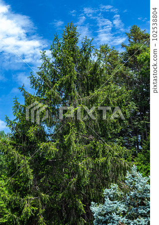 春天有許多雲杉的挪威雲杉 春天有許多雲杉的挪威雲杉 102538804