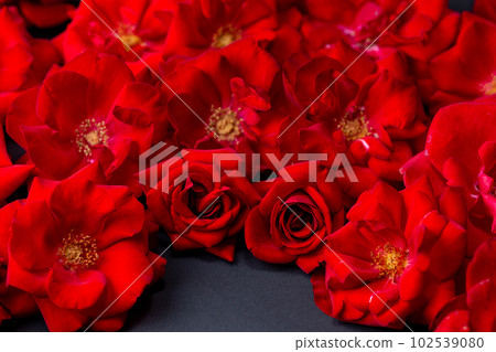 Velvet red rose on gray background 102539080