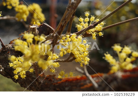 可愛的小黃花三絲玉 可愛的小黃花三絲玉 102539229