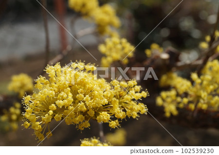 蓬鬆的山茱萸花 蓬鬆的山茱萸花 102539230