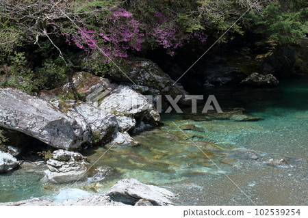 清澈的瀨戶川沿岸盛開的杜鵑花（高知縣土佐町） 102539254