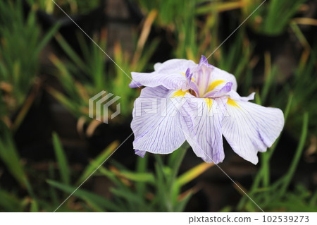 日本鳶尾在初夏靜靜綻放 102539273