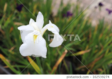 純白美麗的鳶尾花 102539274