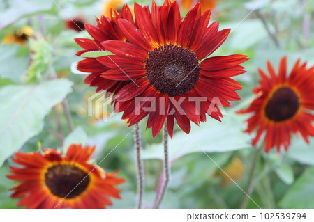 Reddish-brown sunflowers, which used to be rare, are also a summer tradition. Reddish-brown sunflowers, which used to be rare, are also a summer tradition. 102539794