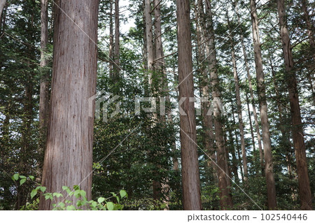 Satoyama landscape, orderly and well-maintained cypress forest Satoyama landscape, orderly and well-maintained cypress forest 102540446
