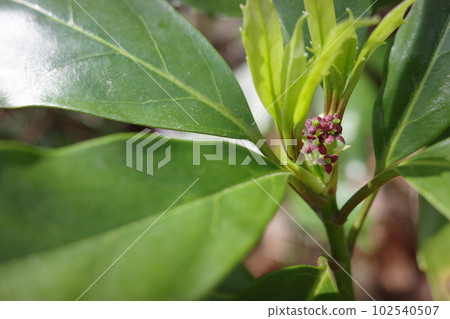 Satoyama scenery, small aoki flowers 102540507