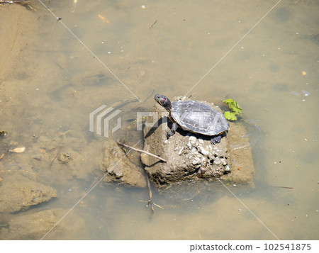 Turtles dry their shells in the river. At the Seto River (Akashi City, Hyogo Prefecture). 102541875