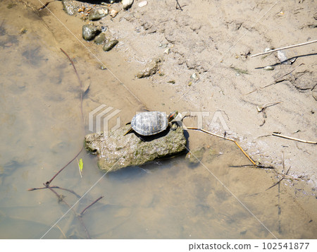 海龜在河裡曬殼。瀨戶川（兵庫縣明石市）。 102541877