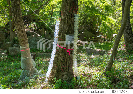 沿著嵐山溪谷散步，橡樹枯萎病對策，武藏的小京都 102542083