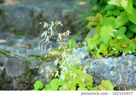 Early summer flower saxifrage 102543957