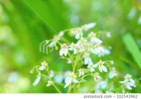 Early summer flower saxifrage 102543962