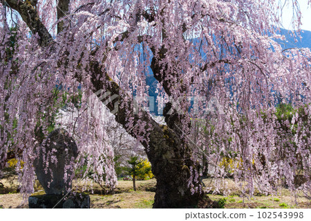 Shining twig cherry blossoms 102543998