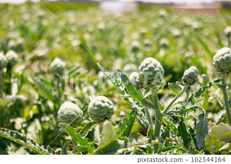 Globe artichokes planted on farm field. Popular vegetable crop 102544164