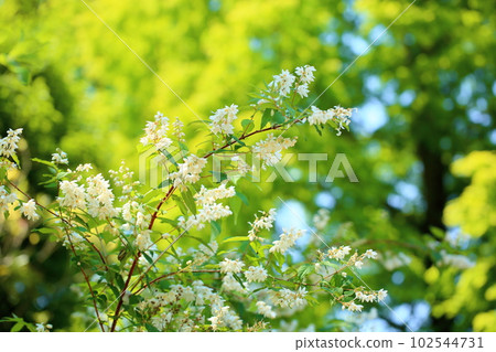 初夏花，山艾樹 102544731