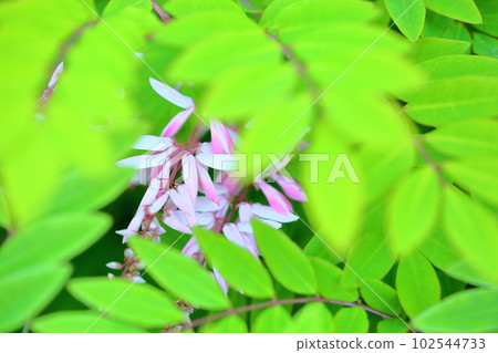 初夏花丹羽紫藤 102544733
