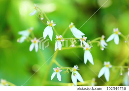 Early summer flower saxifrage 102544736
