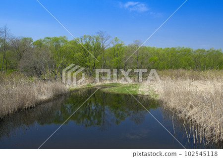 Fresh greenery and marsh of Kushiro Marsh 102545118