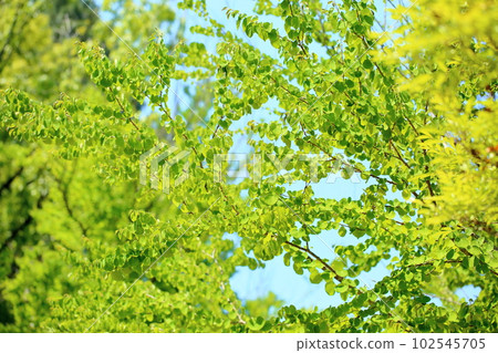 Early Summer Katsura Katsura Leaf 102545705