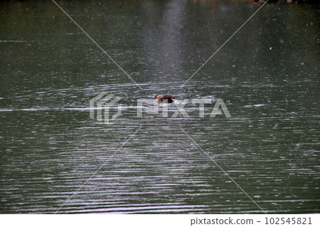 Kanazawa Cultural Property Designated Garden Special Place of Scenic Beauty Kenrokuen Spot-billed ducks swimming in the sleet Kasumigaike Pond Kanazawa Cultural Property Designated Garden Special Place of Scenic Beauty Kenrokuen Spot-billed ducks swimming in the sleet Kasumigaike Pond 102545821