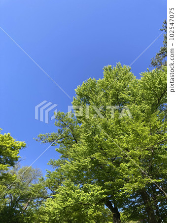 Clear sky and fresh green 102547075