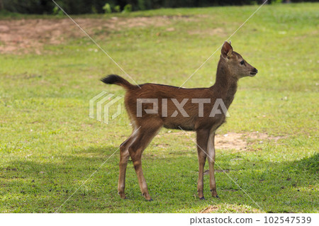 baby of sambar deer on green field at  khaoyai national park thailand 102547539