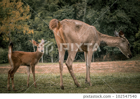 A baby sambar deer and its mother are standing in a field at Khao Yai National Park in Thailand. 102547540