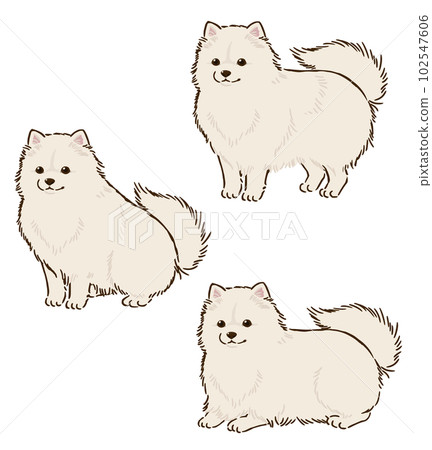 Pomeranian in various postures (white) Pomeranian in various postures (white) 102547606