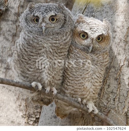 Eastern screech owl babies perched on a tree branch, Quebec, Canada 102547624