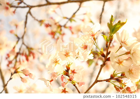 Cherry blossoms, cherry blossoms, pale pink flowers, evening 102548315