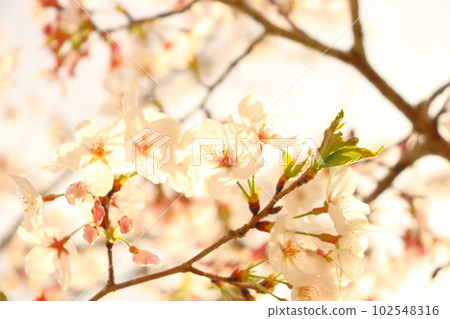 Cherry blossoms, cherry blossoms, pale pink flowers, evening Cherry blossoms, cherry blossoms, pale pink flowers, evening 102548316
